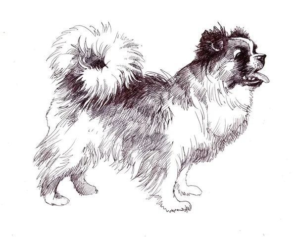 Sketched Puppy dog — Stock Photo, Image