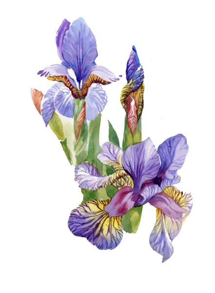 Akvarell blommande iris blommor — Stockfoto