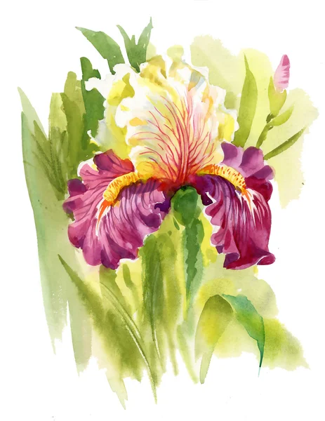 Watercolor blooming iris flowers — Stock Photo, Image