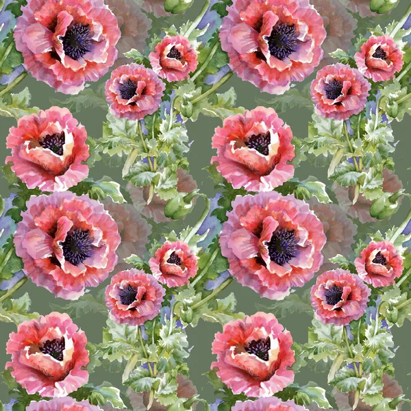 Poppy bloemen in bloei — Stockfoto