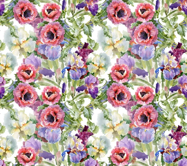 Poppy bloemen in bloei — Stockfoto