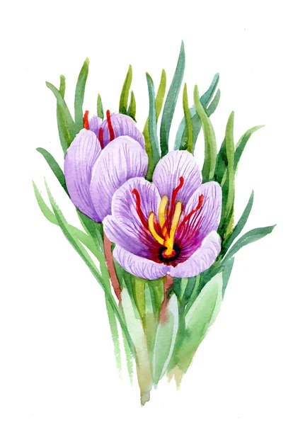 Akvarel kvetoucí barevné květiny — Stock fotografie