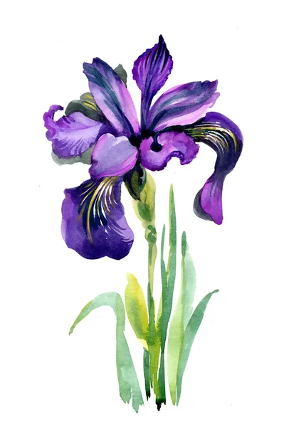 Aquarelle fleur fleur d'iris — Photo