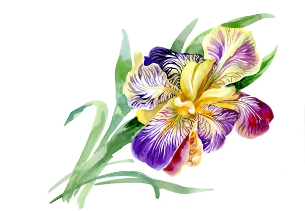 Aquarel bloeiende kleurrijke bloemen — Stockfoto