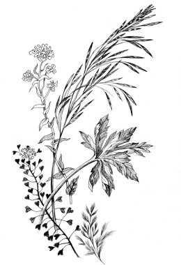 vahşi hububat el çekilmiş