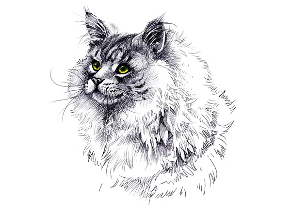 Ręcznie rysowane kot — Zdjęcie stockowe