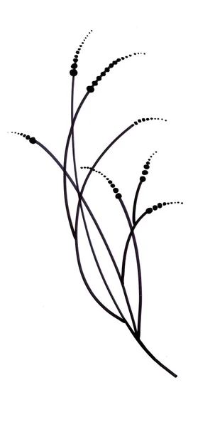 Lindas ervas desenhadas à mão — Fotografia de Stock