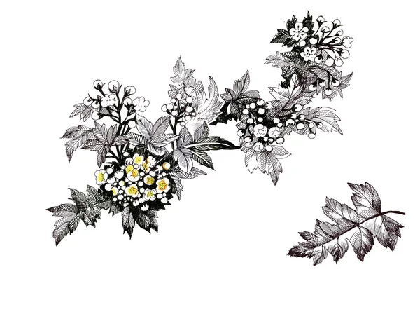 Sommergarten blühende Blumen — Stockfoto