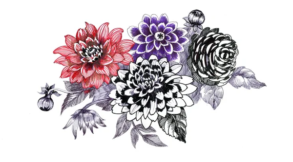 Chrysanthemum flowers sketch — Stock Photo, Image