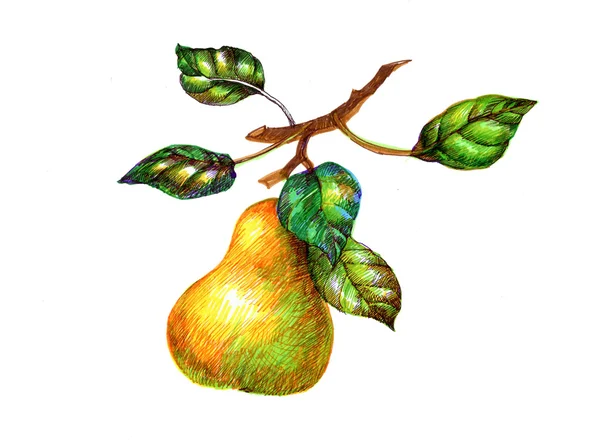 Skiss av päron på kvist — Stockfoto