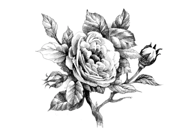 Sketch of rose flower — Stock Photo, Image