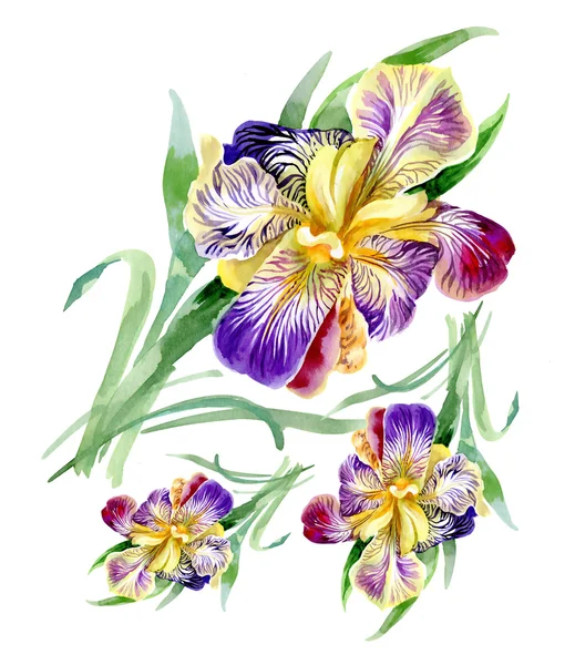 Watercolor iris flowers isolated — Stock Photo, Image