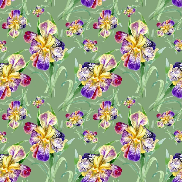 Seamless mönster med iris — Stockfoto