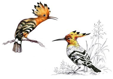 Şube ve çim parlak kuşlar