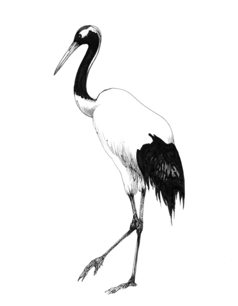 Handgezeichneter Storch — Stockfoto