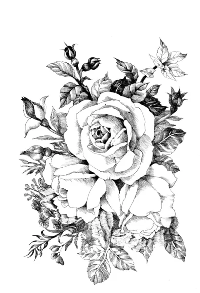 Hand drawn garden rose flower — Stock Photo, Image