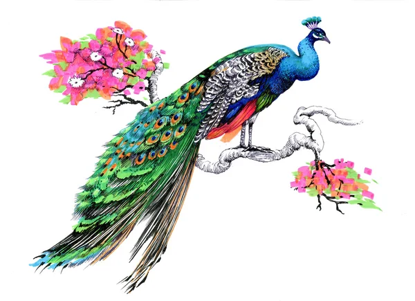 Drawing peacock  on blooming tree branch — Stock Photo, Image