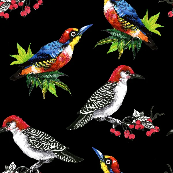Bright birds on branches — Stock Photo, Image