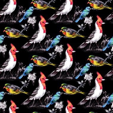 Parlak kuşlar ile Seamless Modeli