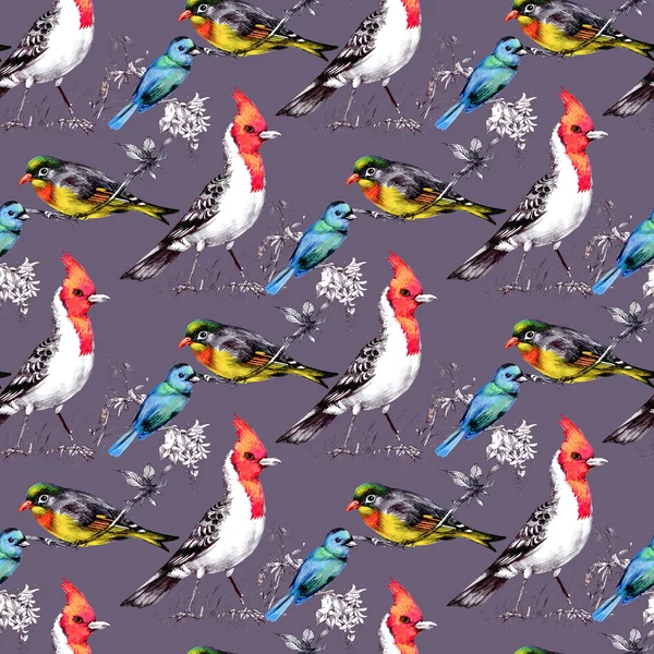 Seamless Pattern with Bright Birds — Stock Photo, Image