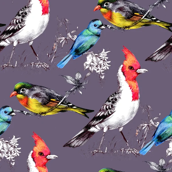 Seamless Pattern with Bright Birds — Stock Photo, Image