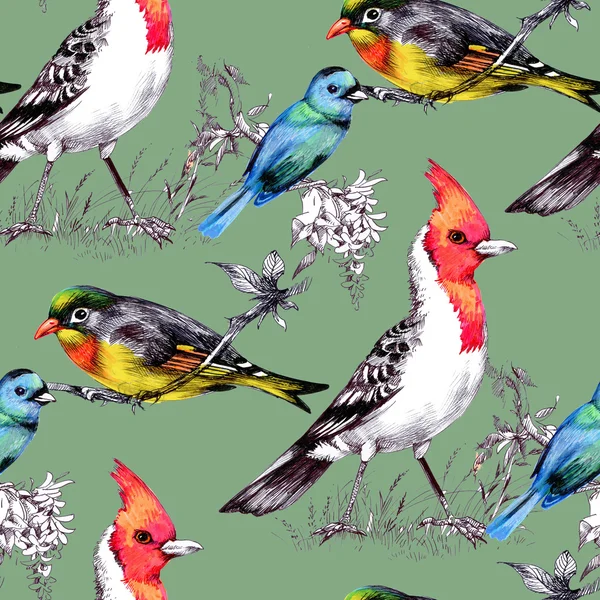 Nahtloses Muster mit hellen Vögeln — Stockfoto