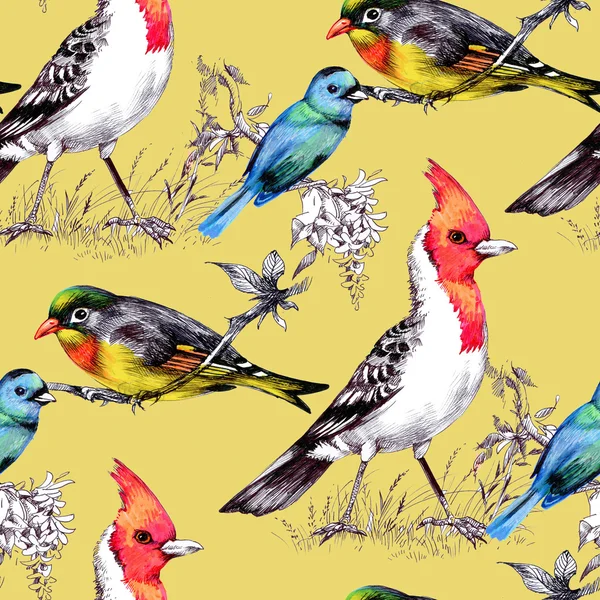 Seamless Pattern with Bright Birds — Stock Photo, Image