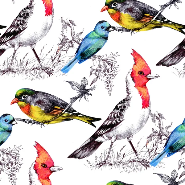 Parlak kuşlar ile Seamless Modeli