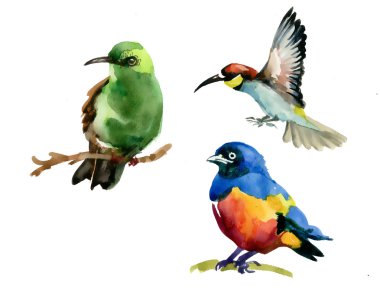 Dalları üzerinde yabani egzotik kuşlar