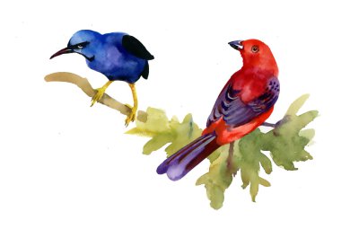 Şube vahşi egzotik kuşlar