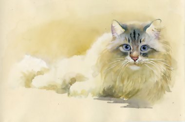 Şirin evcil kedi.
