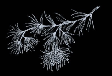 çam kozalakları ile şube