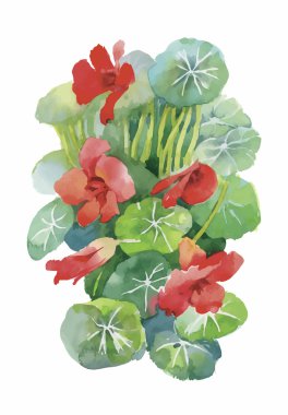 Güzel nilüfer çiçekleri