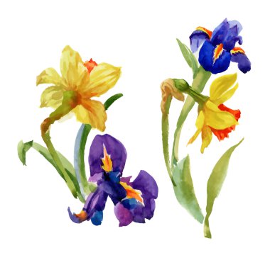 Beyaz zemin üzerine suluboya Yaz Bahçesi nergis çiçek açan çiçek.