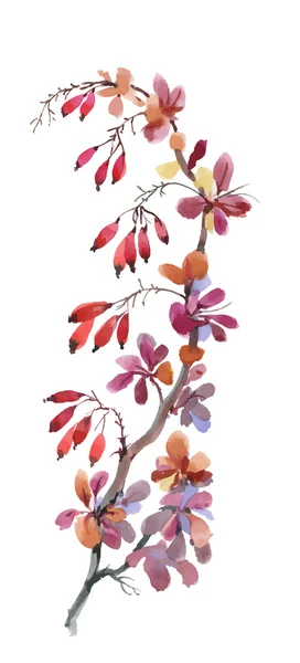 Aquarell-Illustration mit Herbst-Hartriegelbeeren isoliert auf weißem Hintergrund. — Stockvektor