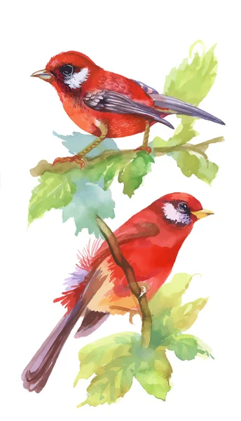 Aves vermelhas aquarela em ramos com folhas verdes . —  Vetores de Stock