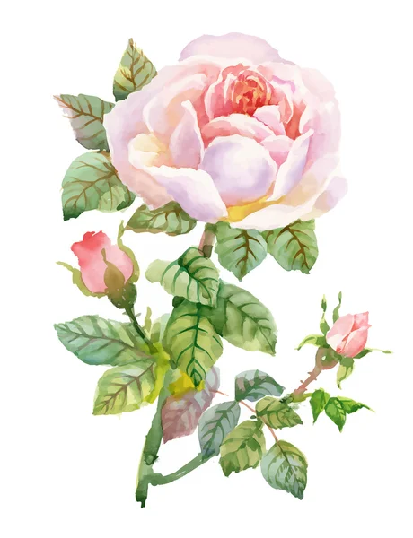 Watercolor garden blooming red roses illustration isolated on white background. — Stock Vector