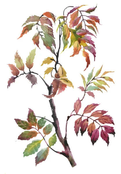 Aquarel herfstbladeren — Stockvector
