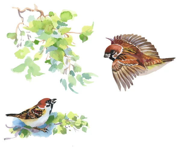 Güzel renkli kuşlar — Stok Vektör