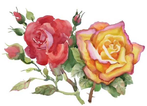 Watercolor garden roses — Stock Vector