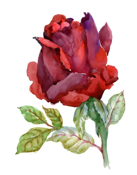 Jardín floreciendo rosa roja — Vector de stock