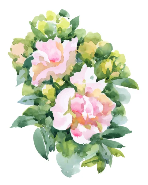 Watercolor garden roses — Stock Vector