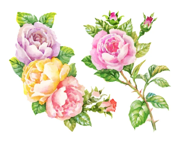 Giardino acquerello fioritura rose rosse illustrazione isolata su sfondo bianco . — Vettoriale Stock