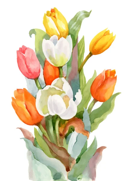 Watercolor Summer Garden Blooming Tulips Flower on White Background. — Stock Vector