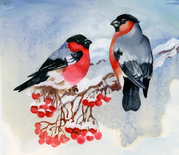 Κακκινολαιμής πουλιά σε κλαδί χιονισμένο δέντρο. Ακουαρέλα εικονογράφηση — Διανυσματικό Αρχείο