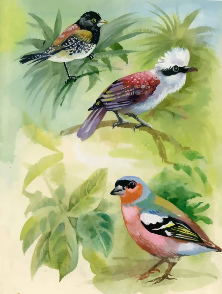 Exotische vogels op takken, aquarel illustratie. — Stockvector