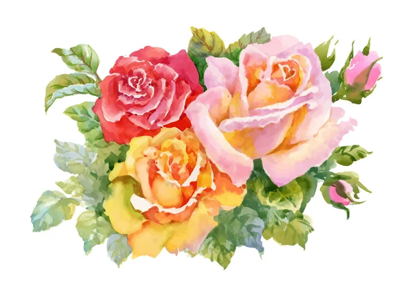 Watercolor garden blooming red roses illustration isolated on white background. — Stock Vector