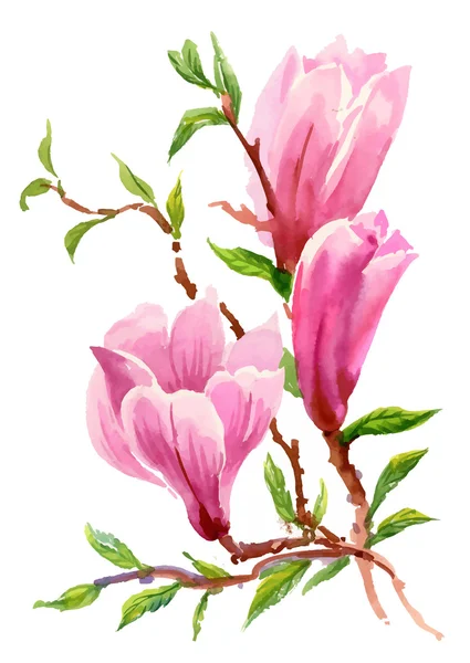 Aquarell Sommer Garten blühende Magnolie Blume auf weißem Hintergrund. — Stockvektor