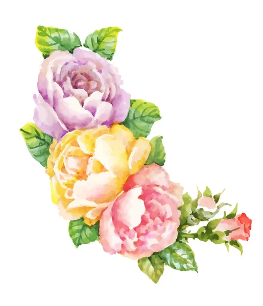 Watercolor garden blooming red roses illustration isolated on white background. — Stock Vector