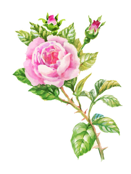 Watercolor garden blooming red roses illustration isolated on white background.